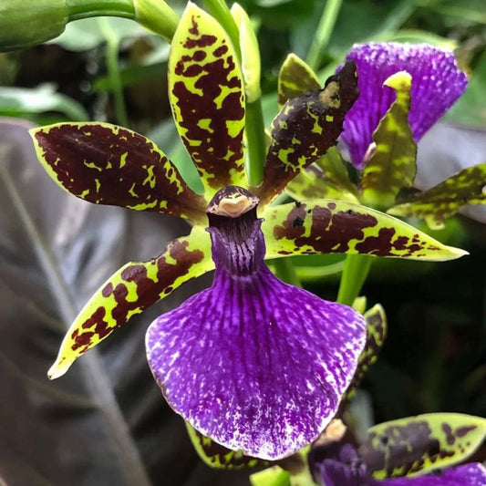 Zygopetalum